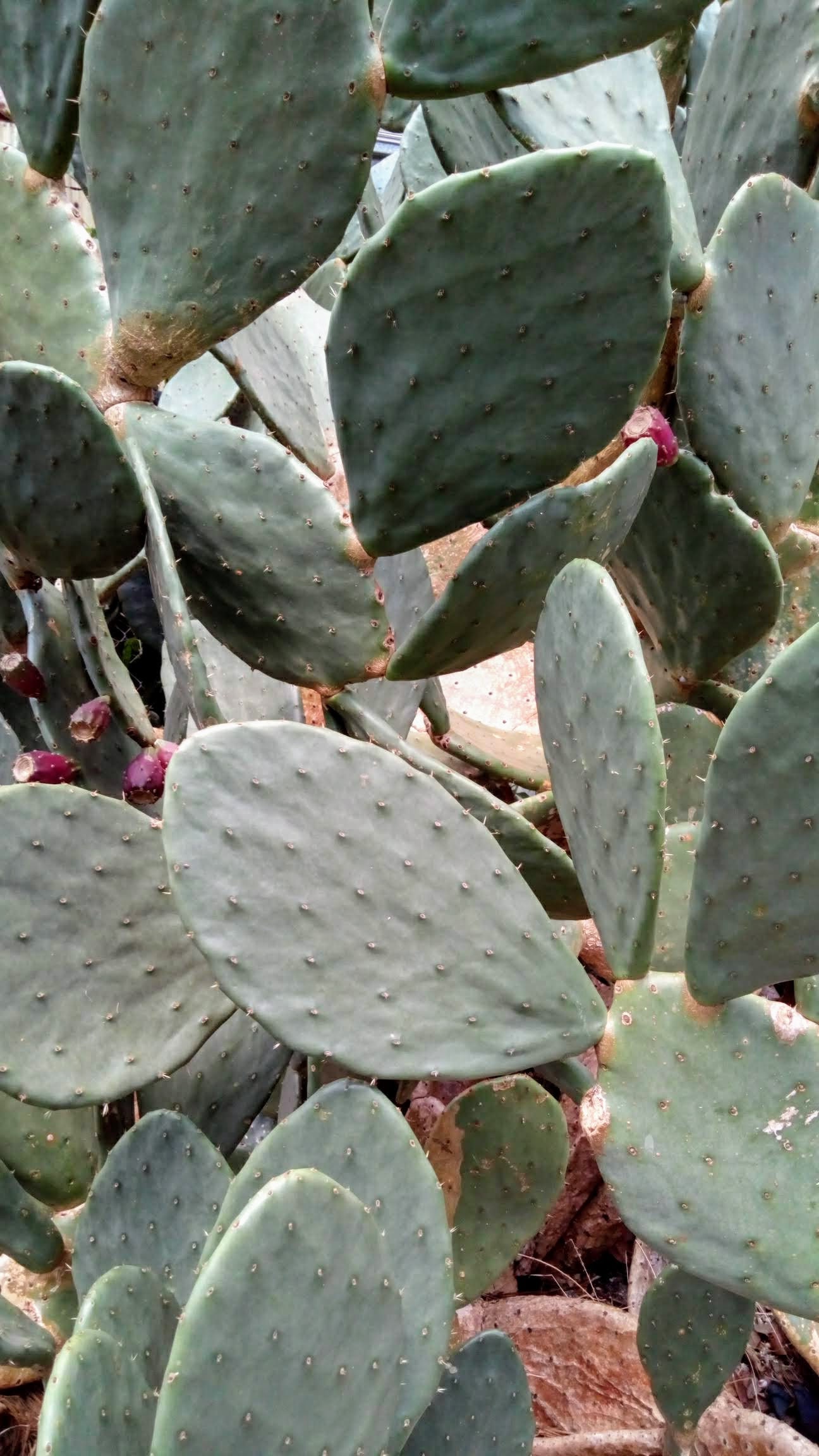 Fresh Large Tortoise Nopales Pads Spineless Opuntia Live Etsy
