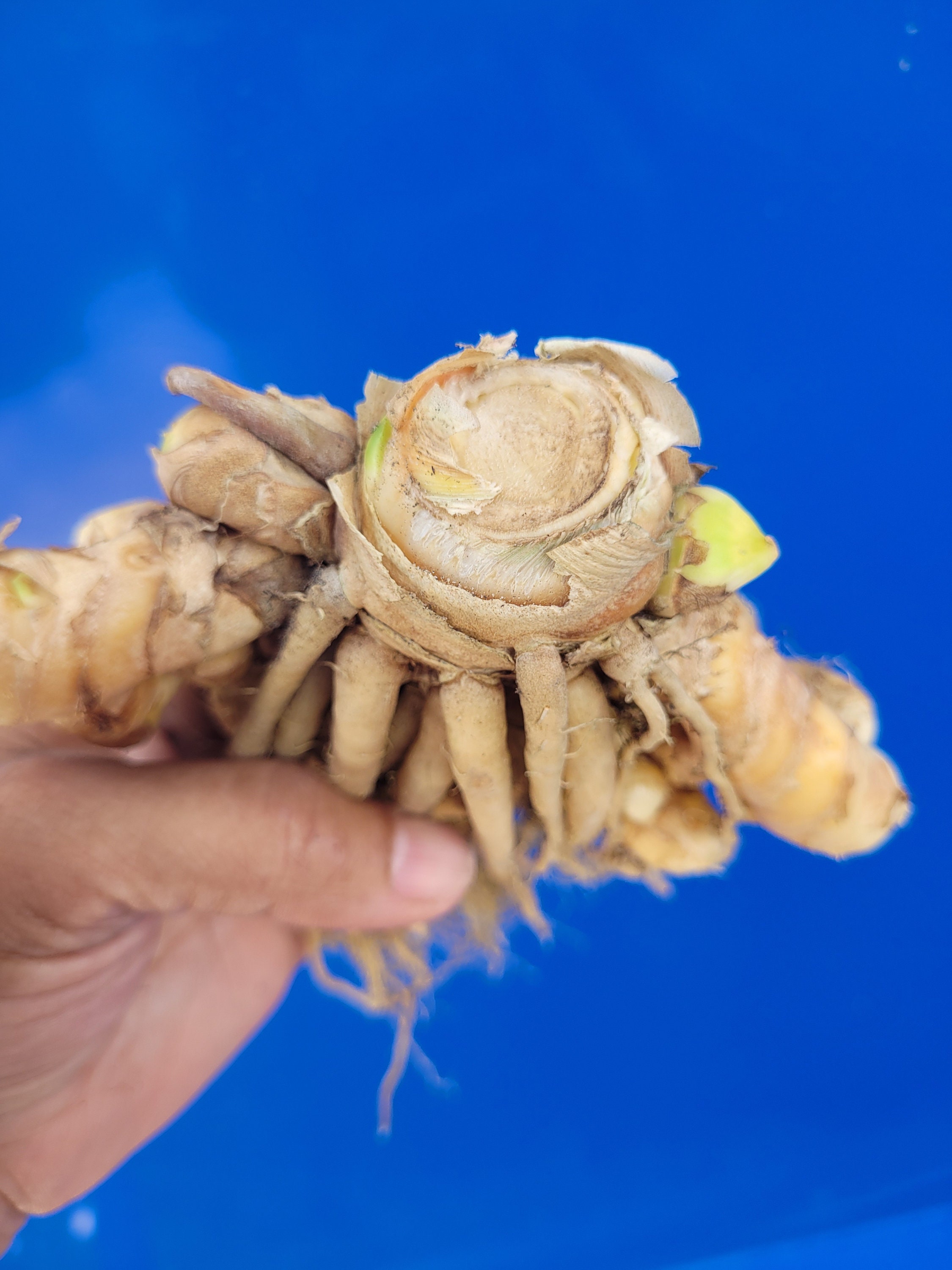 Turmeric Roots for Planting and Food Consumption eating. Etsy