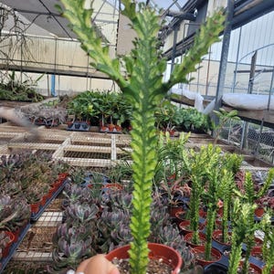 Euphorbia Lactea Variegated. Dragon Bones Tree Suculent rooted Plant. Candelabra Milk Stripe. Motted. 4+&quot; grown 4&quot; pot. FREE SHIPPING