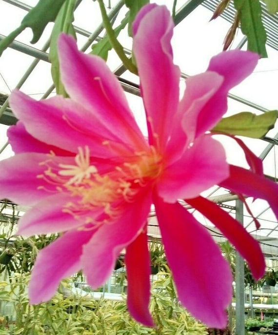 Orchid Live Cactus Day Blooming Cereus Hybrids Epithelium Etsy