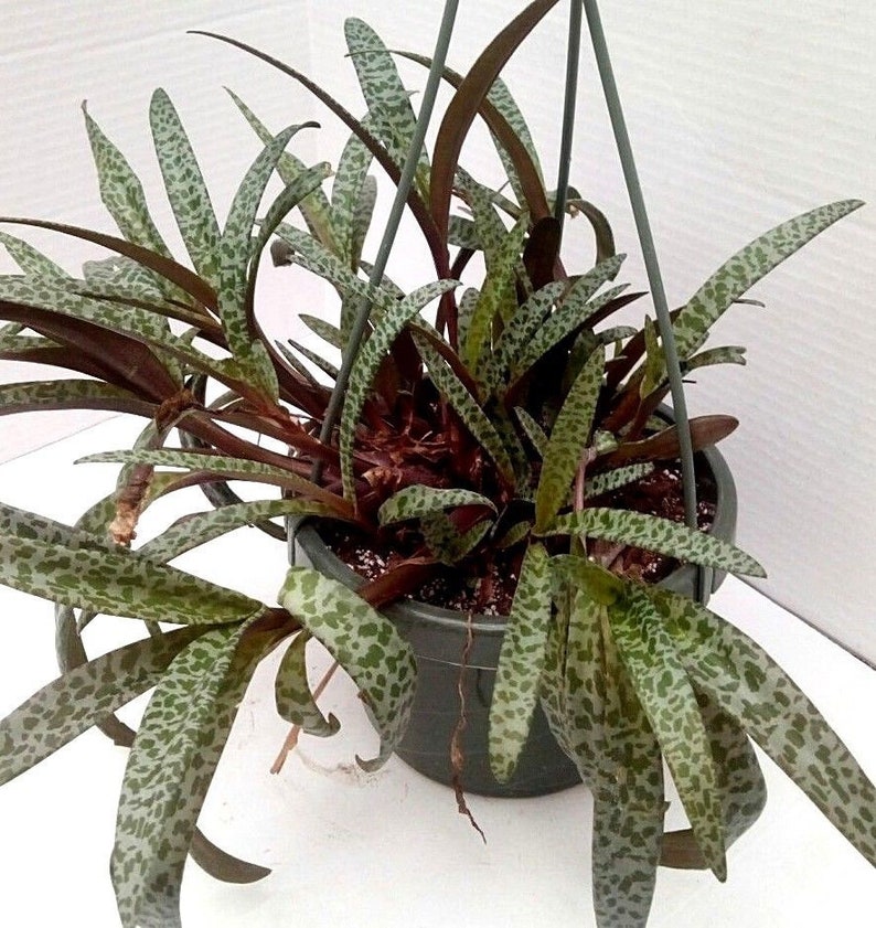 Large Leopard Silver Squill live Plant Etsy