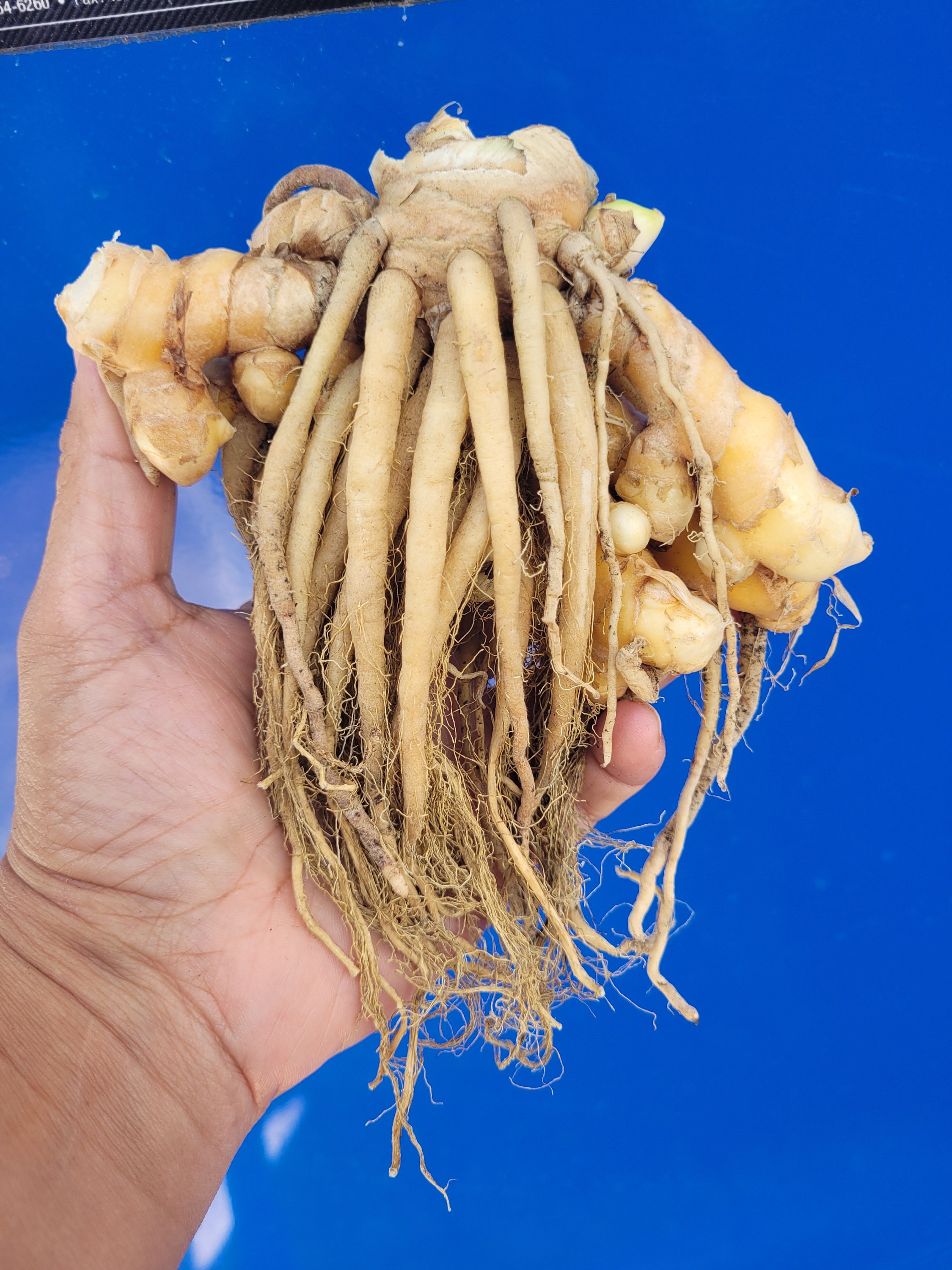 Turmeric Roots for Planting and Food Consumption eating. Etsy