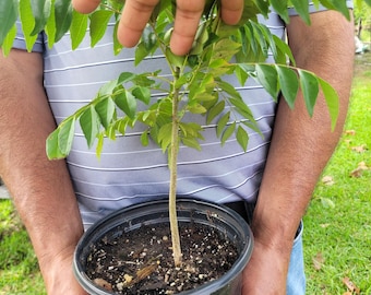 Live Curry Tree Plant, Murray Koenigii, 6" Pot - Etsy