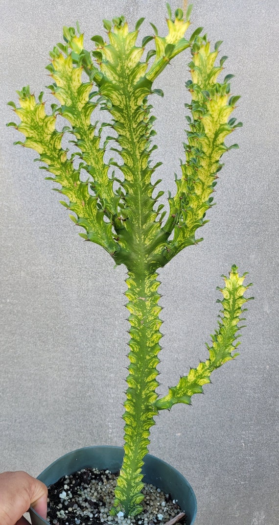 Euphorbia Lactea Variegated. Dragon Bones Tree Suculent Rooted - Etsy  Singapore