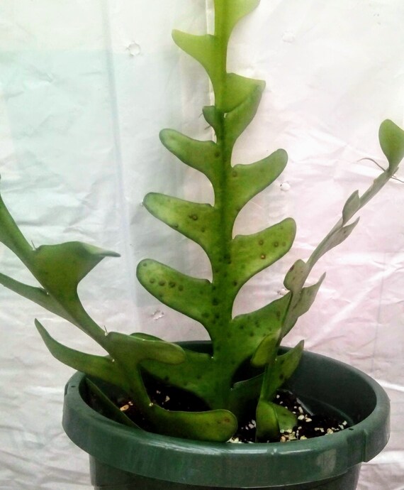 Large Rare Fishbone Cactus Epiphyllum Anguliger Zig Zag Ric Etsy Large Rare Fishbone Cactus Epiphyllum Anguliger Zig Zag Ric Etsy