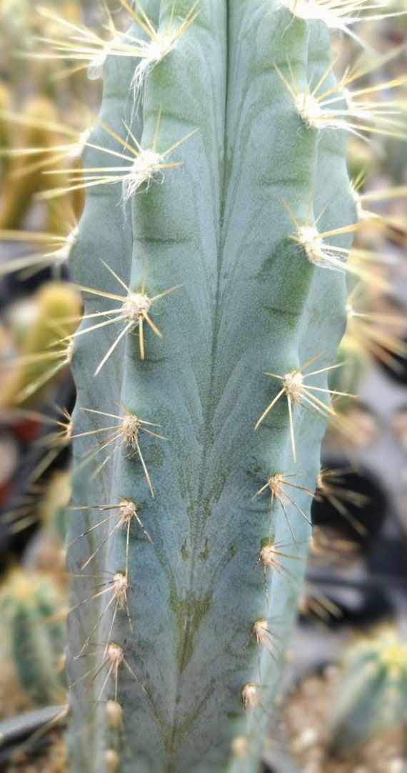 Pilosocereus Azureus. Blue Torch Cactus. Tree Cactus. Similar - Etsy