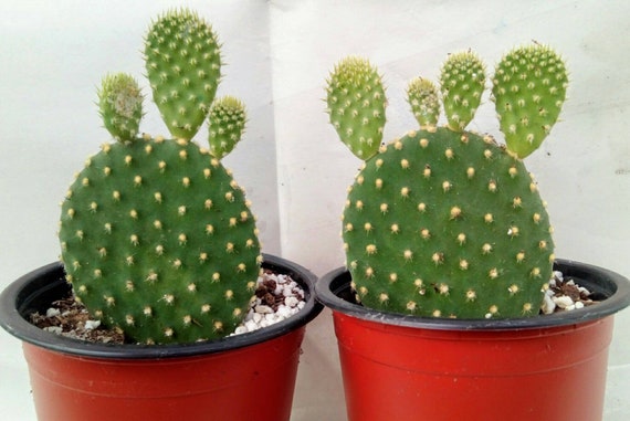 White Green Bunny Ears Cactus Polka Dot Cactus Etsy