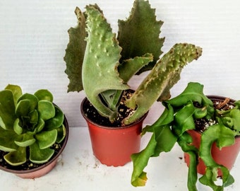 Bundle of 3 Large Live Plants Echeveria Green Prince Faucaria Orchid Easy Care Nice Pots#4 FREE SHIPPING