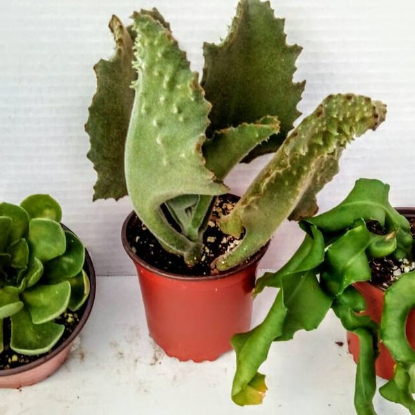 Bundle of 3 Large Live Plants Echeveria Green Prince Faucaria Orchid Easy Care Nice Pots#4 FREE SHIPPING