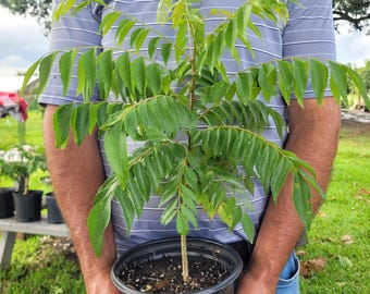 Live Curry Tree Plant, Murray Koenigii, 6" Pot Free Shipping