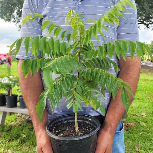 Live Curry Tree Plant, Murray Koenigii, 6" Pot - Etsy