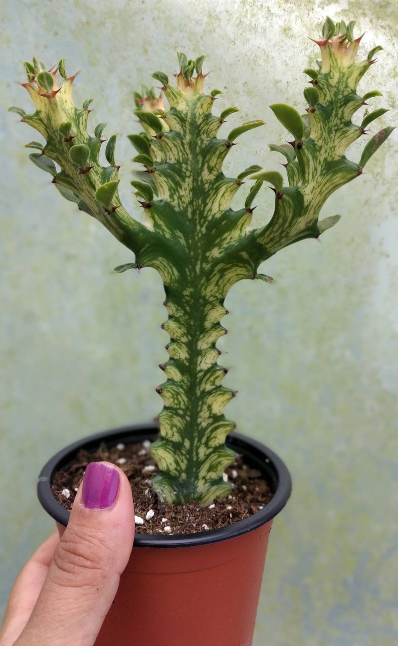 Euphorbia Lactea Variegated. Dragon Bones Tree Suculent rooted Etsy