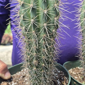 mammillaria plumosa pflege Mammillaria plumosa 3.5"