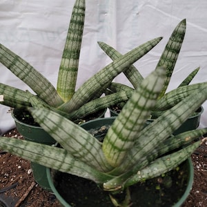 Sansevieria Live Plant, Starfish, Cylindrica, Snake Plant, grown in 5&quot; Pot FREE SHIPPING