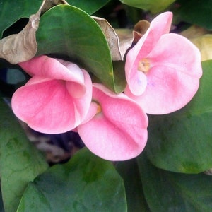 May include: Close-up of pink flowers with a delicate, layered petal structure. The flowers are surrounded by green leaves, creating a natural contrast. The petals have a soft, velvety texture, and the overall composition is vibrant and fresh.