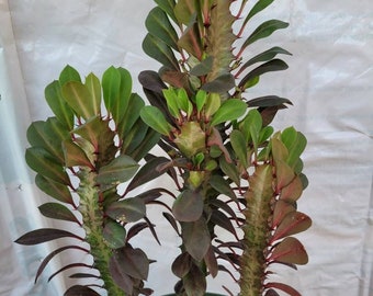 Euphorbia Trigona Plant, Royal Red, African Milk Tree. Cathedral cactus, Candelabra, 8-12"+ long, grown in 4" pot FREE SHIPPING
