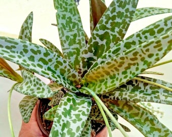 Leopard Plant Scilla Violacea Silver Squill Ledebouria Socialis Succulent Pot "4 FREE SHIPPING