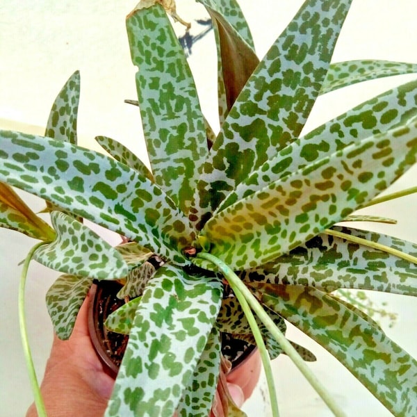 Leopard Plant Scilla Violacea Silver Squill Ledebouria Socialis Succulent Pot "4 FREE SHIPPING