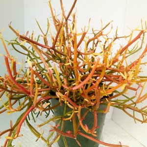 Firestick Euphorbia, Pencil Live Cactus Plant, Fall Garden Decor, Summer Color Garden, 10+ long,  6&quot; Pot and 3-gallon pot FREE SHIPPING