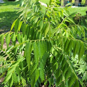 Curry Tree Live Plant &quot;Murray Koenigii&quot;, Sweet Neem, Kadi Patta Curry Vepila, Potted, 10 gallon pot. 4&#39; Tall. 3 years old