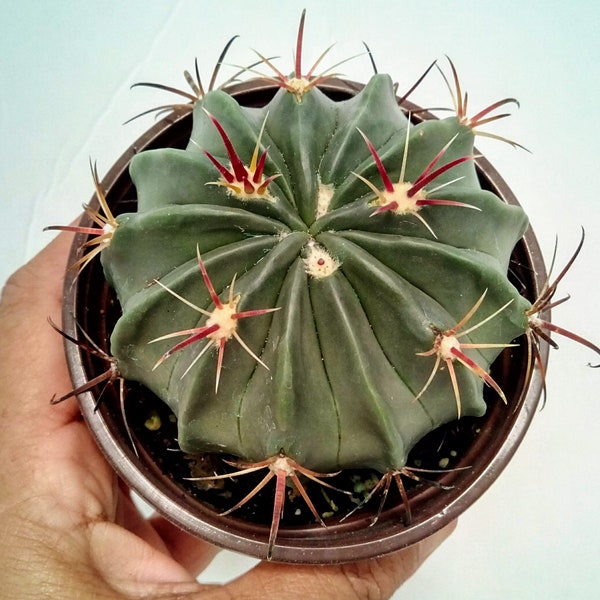 Devil's Tongue Barrel, Live Cactus, Fish Hook,"Ferocactus Latispinus" Flatten Globular Shape, Red/Wide/Curved Spines 3-4" Wide FREE SHIPPING