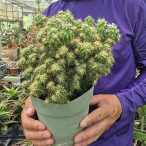 May include: A green potted cactus with numerous small, spiky stems. The cactus is held in a green plastic pot. The plant is in a greenhouse setting, with other plants visible in the background.