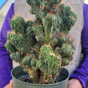 May include: A green cactus with many stems and small spines, planted in a green plastic pot. The cactus has a textured surface and is held by a person wearing a purple shirt and a tan vest.