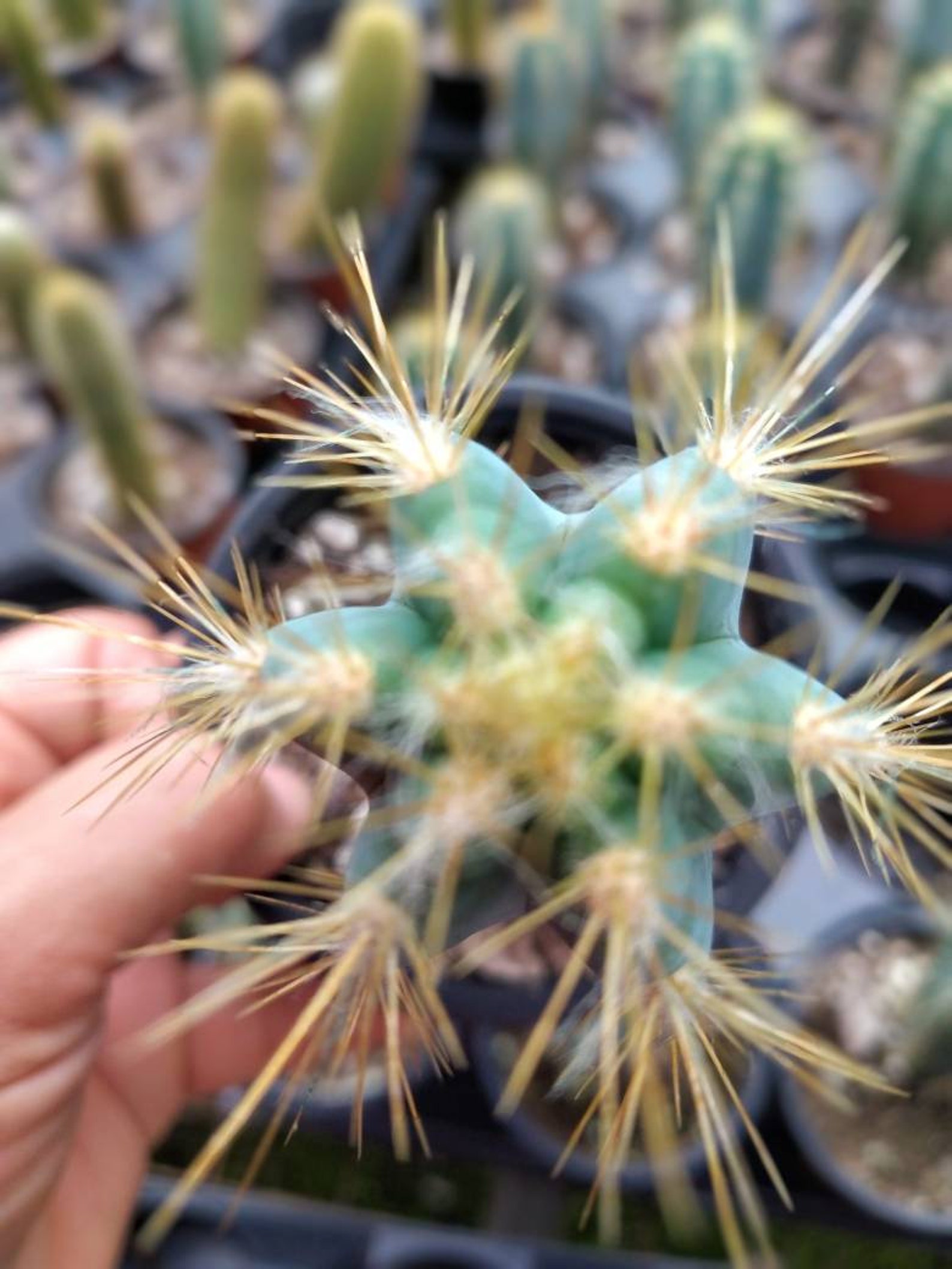 Pilosocereus Azureus. Blue Torch Cactus. Tree Cactus. Similar - Etsy