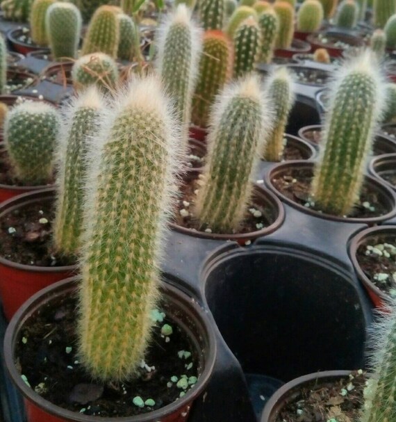 Trichocereus bundle 5本