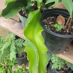 2 large Dragon Fruit Pitaya Cactus Fresh Cutting Plants. No root. White. Ready to plant. Free Shipping