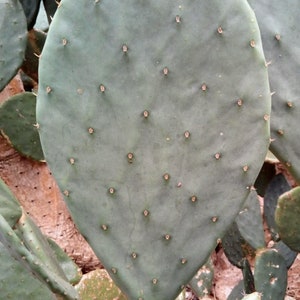 Fresh Large Tortoise Nopales pads, Spineless, Opuntia Live Cactus, Prickly Pear Pads,&quot;Cacanapa Ellisiana&quot; Tiger Tongue  FREE SHIPPING