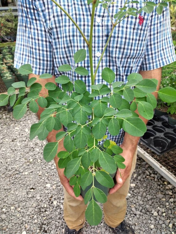 Moringa Tree SEEDS (Moringa Oleifera) ubicaciondepersonas.cdmx.gob.mx