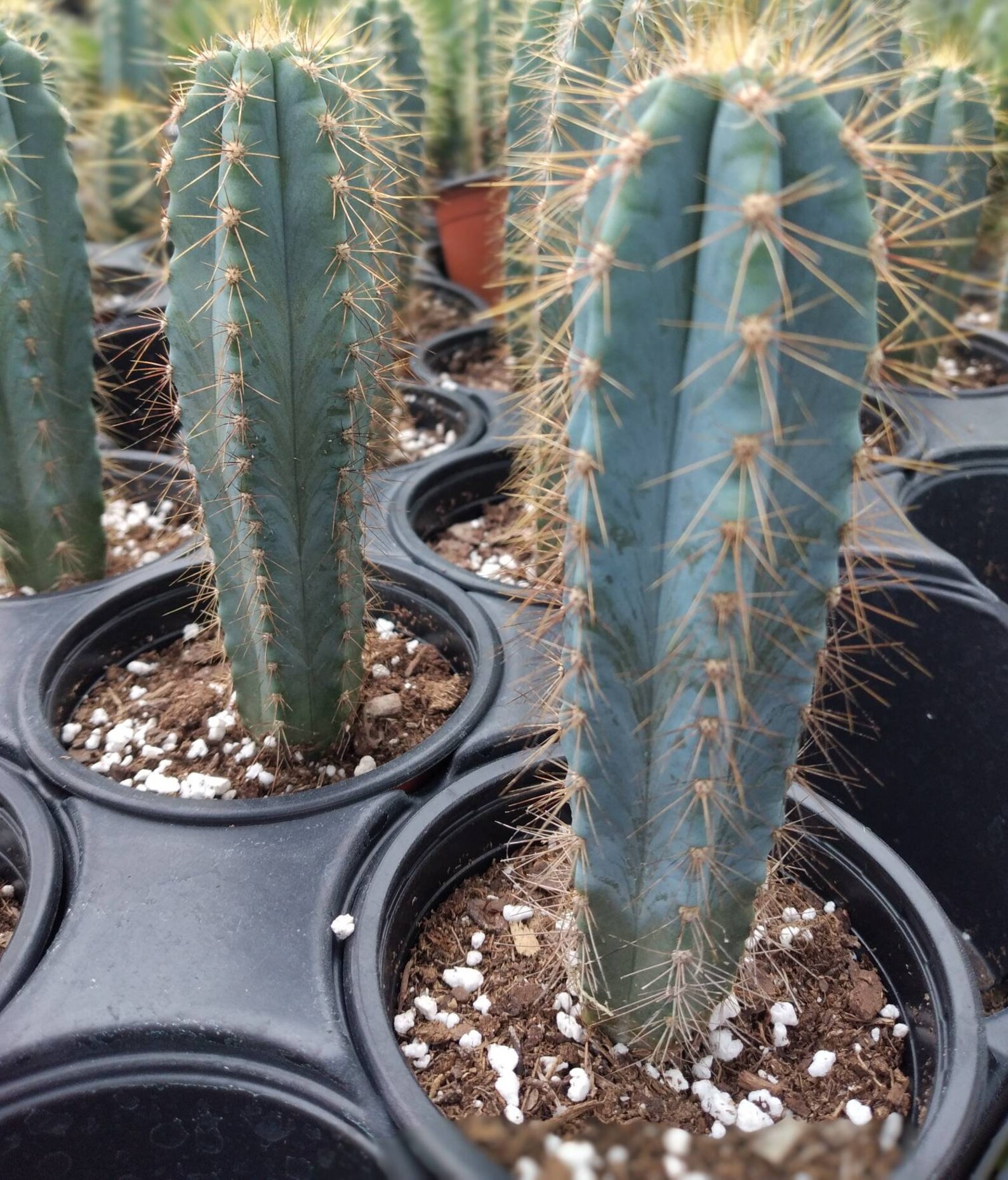 Pilosocereus Azureus. Blue Torch Cactus. Tree Cactus. Similar - Etsy