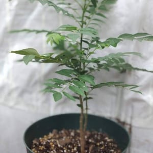 Large Curry Tree Live Plant &quot;Murray Koenigii&quot;, Sweet Neem, Kadi Patta Curry Vepila, Potted, 6&quot; pot. 9-12&quot; Long, FREE SHIPPING