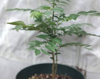 Large Curry Tree Live Plant "Murray Koenigii", Sweet Neem, Kadi Patta Curry Vepila, Potted, 6" pot. 10-12" Long, FREE SHIPPING
