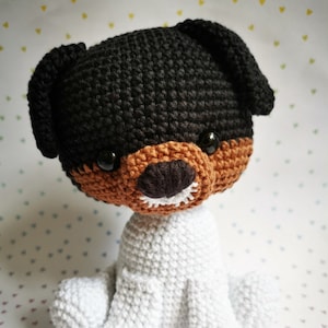 fox terrier puppy