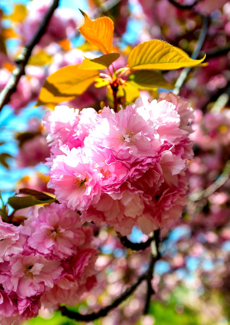 Cherry Postersakura Wall Artboho Decor Ideaswall Decorpink Etsy