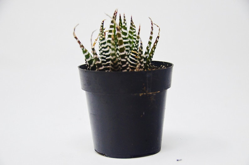 2.5 Pot Succulent Zebra /'Haworthia fasciata/'