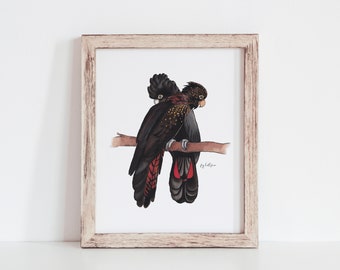 May include: Framed illustration of two black cockatoos with red and gold accents perched on a branch. The artwork is signed "By Hallgren".