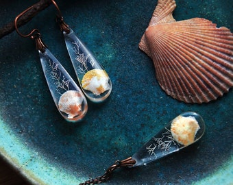 Pectinidae / Set with scallop seashells from Okinawa, Japan