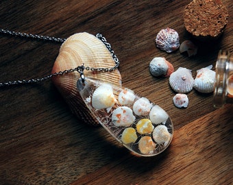 Pectinidae maximus / Pendant with scallop seashells from Okinawa, Japan