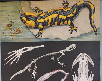 Vintage German Jung Koch Quentell anatomical wall chart Fire Salamander and Crested Newts Feuersalamander Kammolch art retro 1950s Hagemann