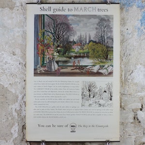 Pode incluir: Um cartaz vintage intitulado "Shell guide to MARCH trees" com uma paisagem com um lago, árvores e um edifício. Um vaso de flores está numa janela. O cartaz está pendurado numa parede texturizada.