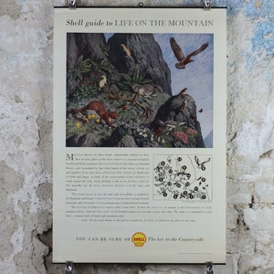 Pode incluir: Cartaz vintage da Shell Oil intitulado "Shell guide to LIFE ON THE MOUNTAIN". O cartaz apresenta uma ilustração detalhada de uma cena de montanha com vida selvagem, incluindo pássaros, uma doninha e um veado. O cartaz está montado numa parede.