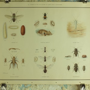 Original Vintage Macmillan Käfer Natur Lernposter Haus Fliege Silberfischhaus Kricket Ameise Schabe Druck Wandkunst 1950er Jahre