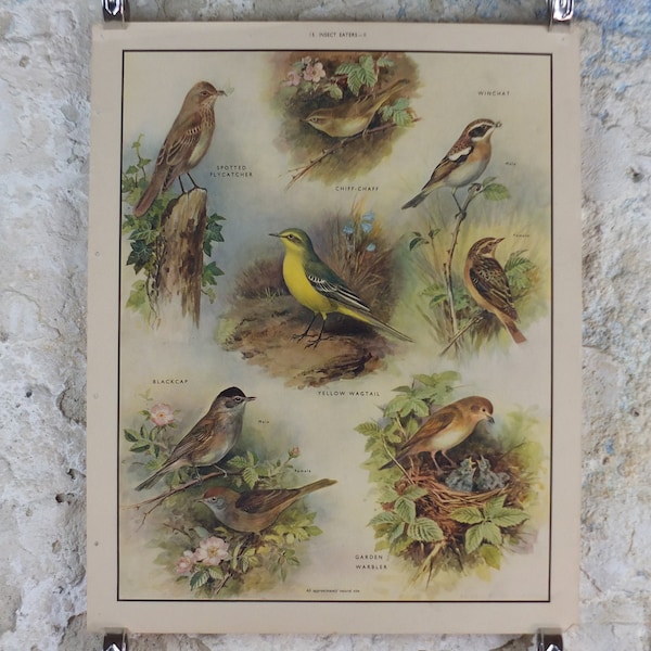 Original Vintage Macmillan Birds Nature Educational Poster Flycatcher Winchat Chiff Chaff Blackcap Warbler print wall art ornithology 1950s