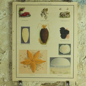 Könnte beinhalten: Vintage Lehrtafel mit Illustrationen verschiedener Meeresbewohner, darunter Seeanemonen, Entenmuscheln, Seepocken, Knochen des Tintenfischs, Tintenfisch, Eier des Tintenfischs, Seestern und Qualle. Die Tafel ist auf weißem Hintergrund montiert.