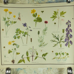 Original Vintage Macmillan Wild Flowers Buttercup Lernposter Ringelblume Eisenhut Druck Wand Kunst Natur Biologie Botanik Botanische 1950er Jahre