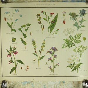 May include: Vintage botanical print featuring detailed illustrations of various wildflowers, including Forget Me Not, Hound's Tongue, and Sea Holly. The print showcases colorful depictions of each plant's flowers, leaves, and seeds, with scientific labels.
