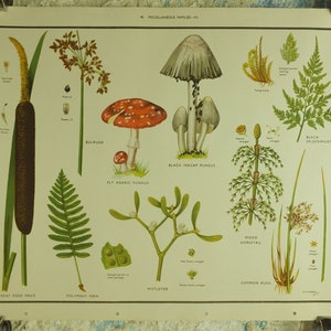 Original Vintage Macmillan Wildblumen Lernposter Schilf Farn Mistel Rohrkolben Druck Wand Kunst Natur Biologie Botanik Botanische 1950er Jahre